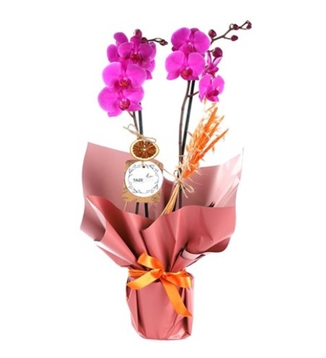 lolita-double-orkide_500