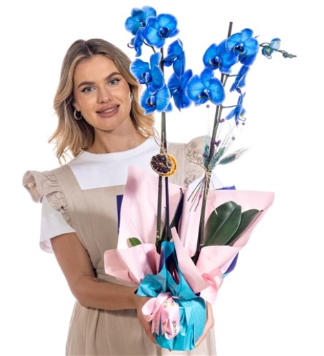 sapphire-kiss-ciftli-mavi-orkide_500